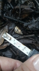 Drymaeus nigrofasciatus