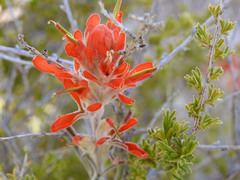 Castilleja lanata