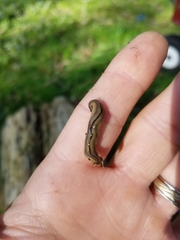 Bipalium pennsylvanicum