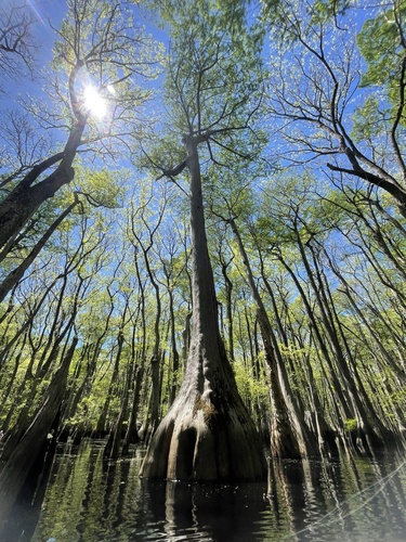 Baldcypress
