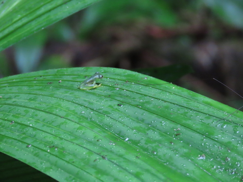 Dwarf Glass Frog, Teratohyla spinosa