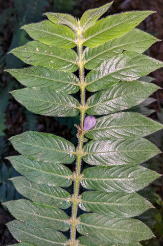 Lasianthus attenuatus iNat (1)