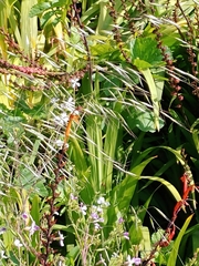 Chasmanthe floribunda