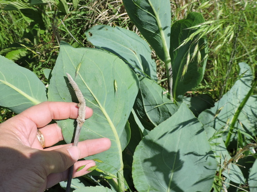 Rudbeckia maxima