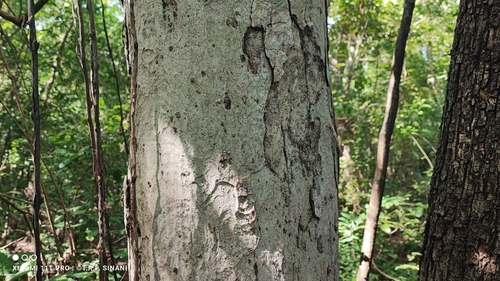 Image of Maclura tinctoria by (c) Thomaz Ricardo Favreto Sinani, some rights reserved (CC BY)