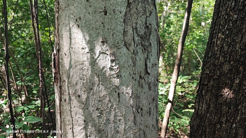 Image of Maclura tinctoria by (c) Thomaz Ricardo Favreto Sinani, some rights reserved (CC BY)