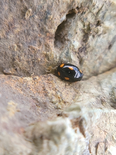 Four-eyed Sigil Lady Beetle photo 3
