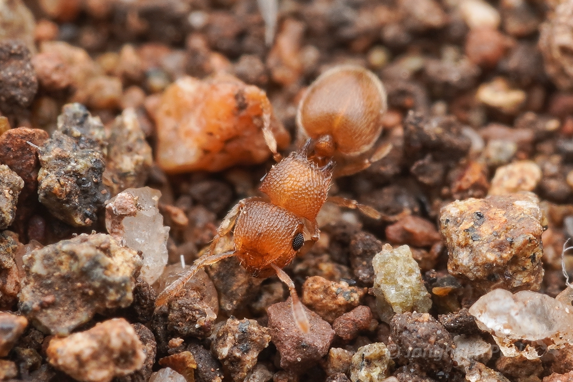 Meranoplus glaber