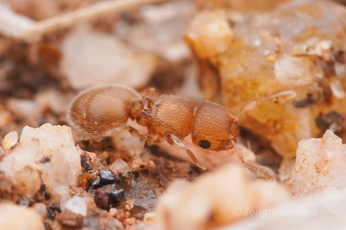Meranoplus sthenusMeranoplus sthenus