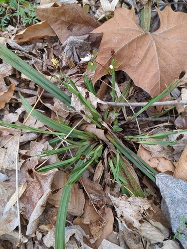 Image of Carey's Sedge (Carex careyana) by no rights reserved