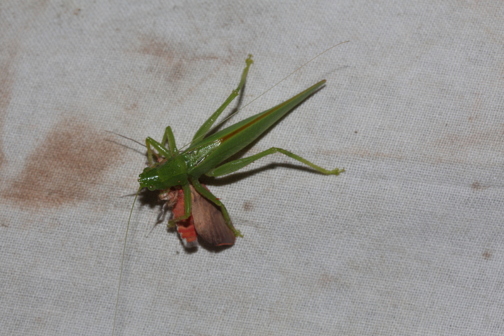 Erioloides spiniger