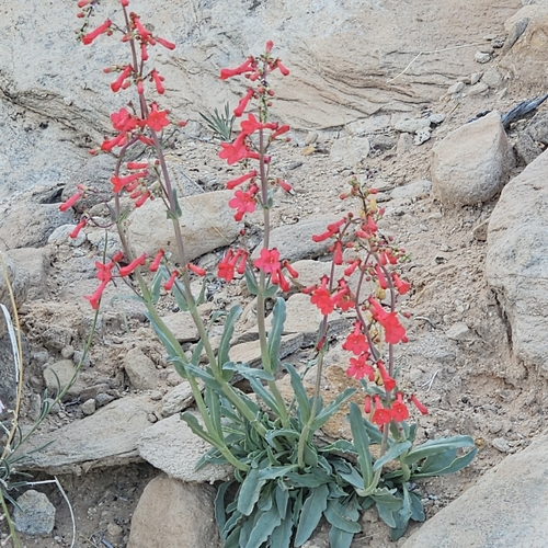 Image of Penstemon utahensis by (c) Indio Brown, some rights reserved (CC BY)