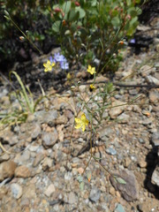 Hesperolinon breweri