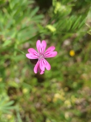 Caryophylleae