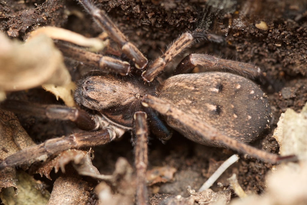 Vagrant Spiders