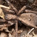 Vagrant Spiders - Photo (c) Jon Sullivan, some rights reserved (CC BY)