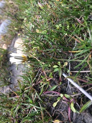 Hypochaeris taraxacoides