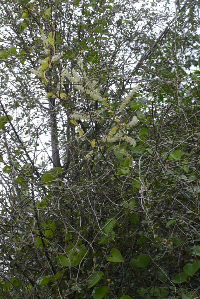 Anredera cordifolia, Mahoe Reserve, Boundary Road, Lincoln, Canterbury, New Zealand