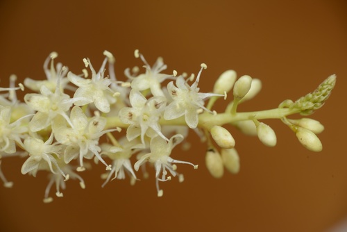 Anredera cordifolia