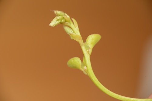 Anredera cordifolia