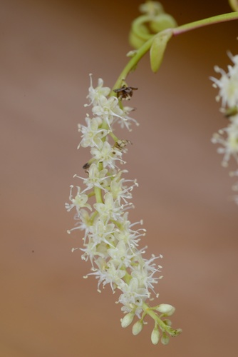 Anredera cordifolia
