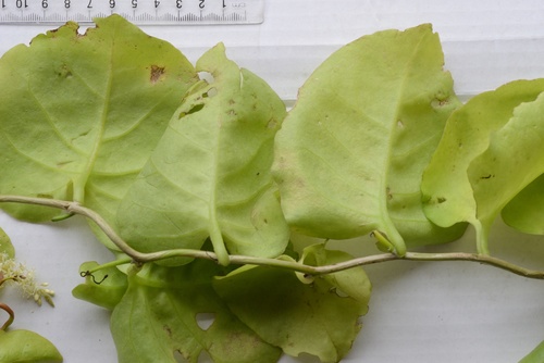Anredera cordifolia