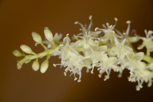 Anredera cordifolia