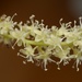 Anredera cordifolia - Photo (c) Jon Sullivan, μερικά δικαιώματα διατηρούνται (CC BY)