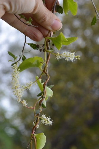 Anredera cordifolia