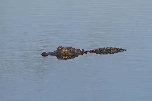 American Alligator photographed in Alabama