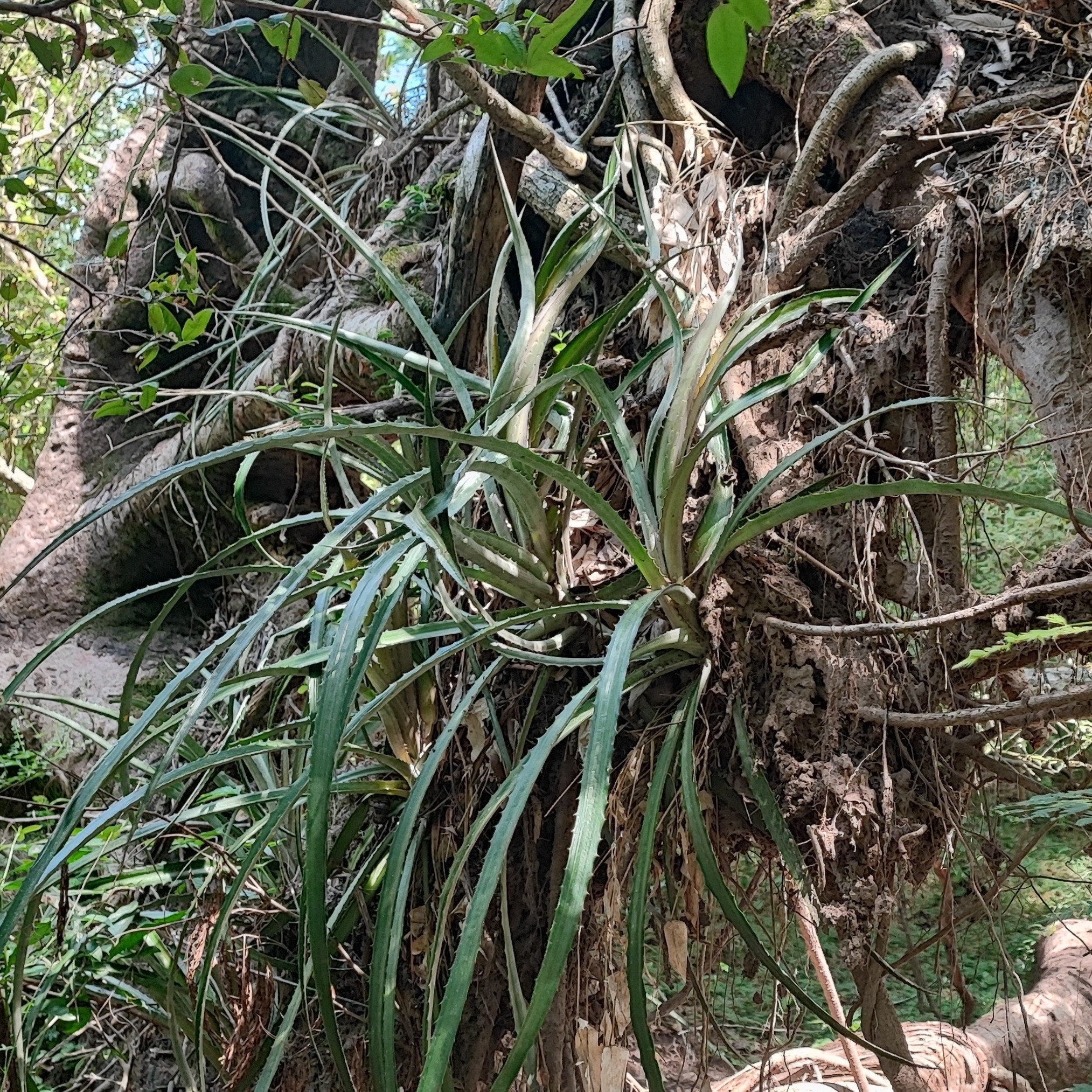 Imagem de Caraguatá