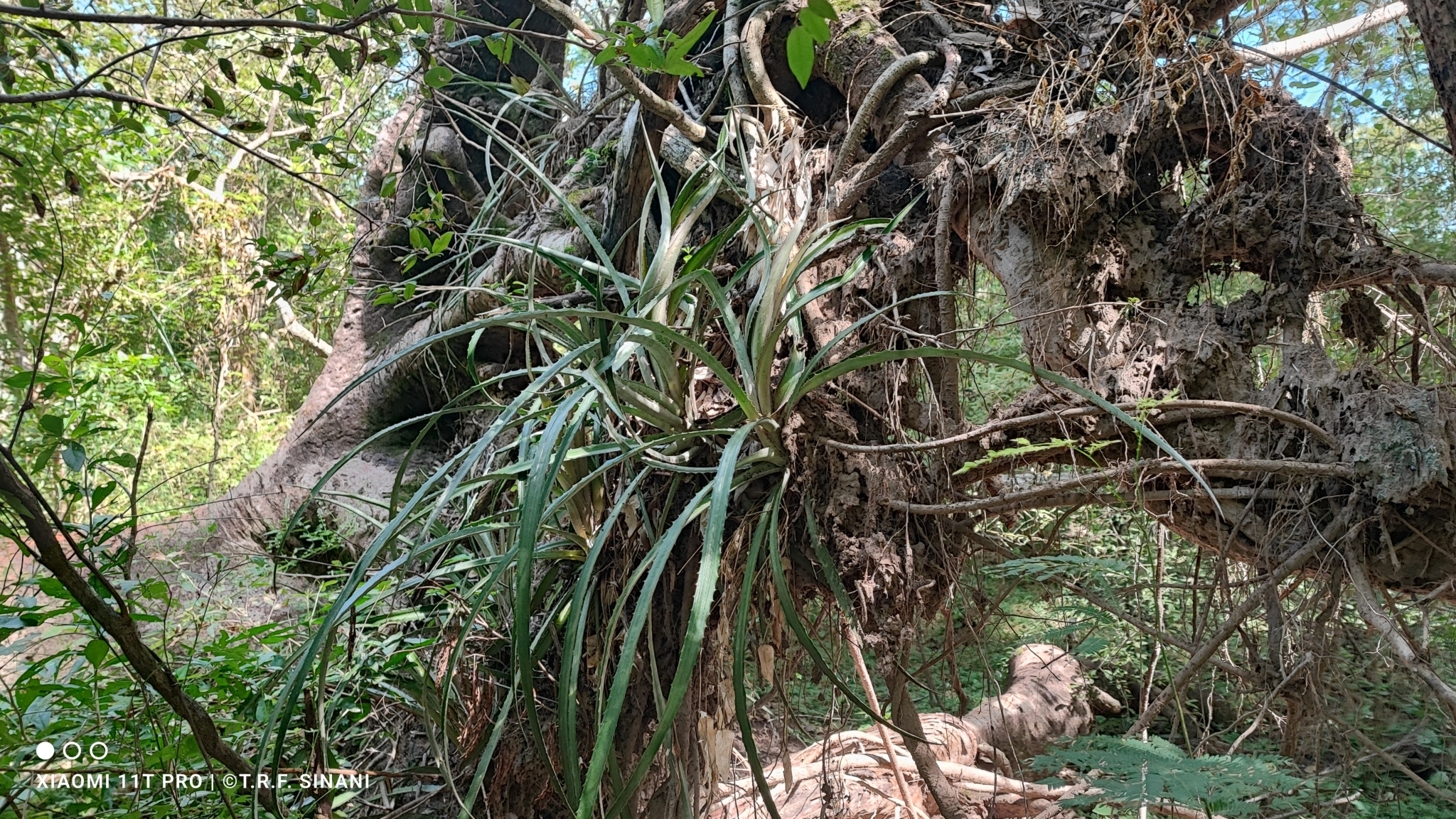 Imagem de Caraguatá