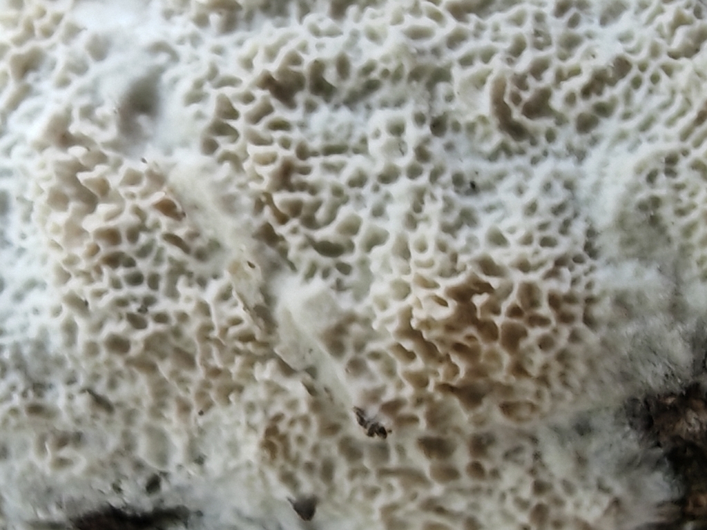 Rigidoporus pellicula
