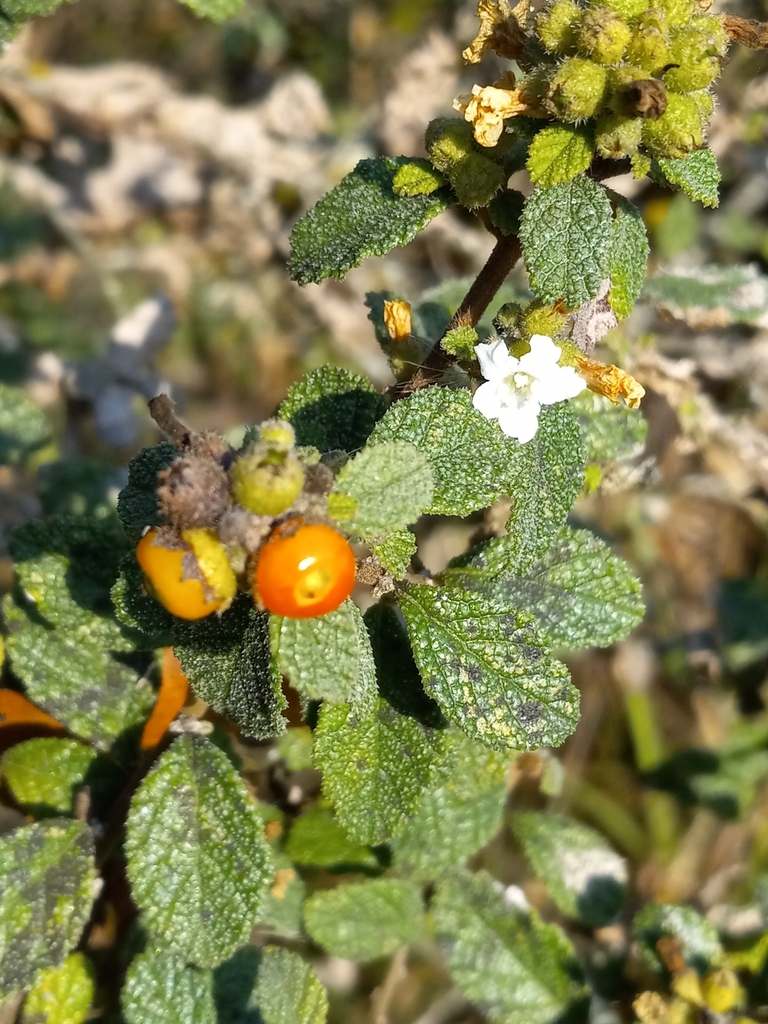 Varronia areolata