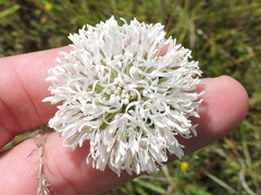 Marshallia caespitosa