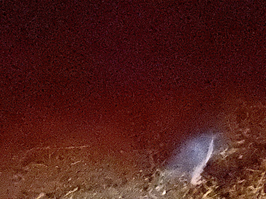 Little Penguin from Phillip Island, Summerlands, VIC, AU on April 1 ...