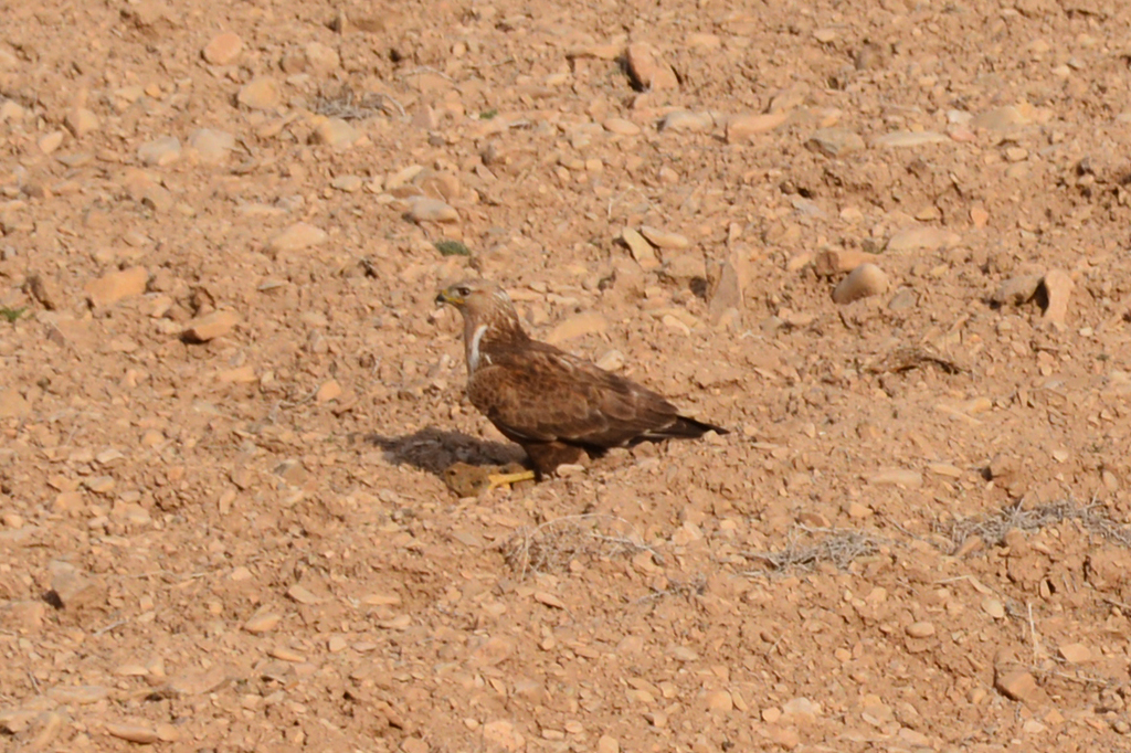 Afghan Pika