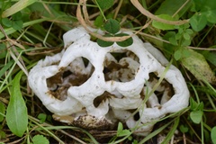 Ileodictyon cibarium