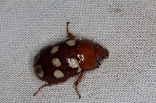 Cyclocephala ocellata