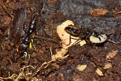 Pachycondyla crassinoda