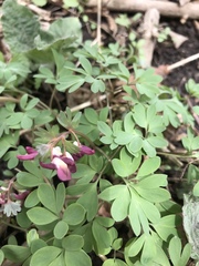 Corydalis solida