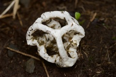 Ileodictyon cibarium