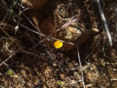 Eschscholzia minutiflora