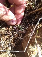 Eschscholzia minutiflora