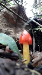 Hygrocybe
