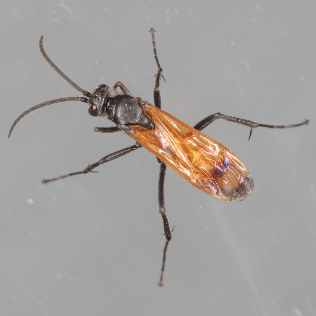 Calopompilus deceptus