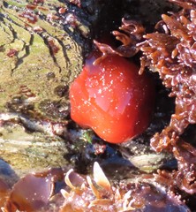 Actinia ebhayiensis