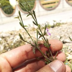 Dicliptera peduncularis