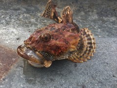 Myoxocephalus polyacanthocephalus