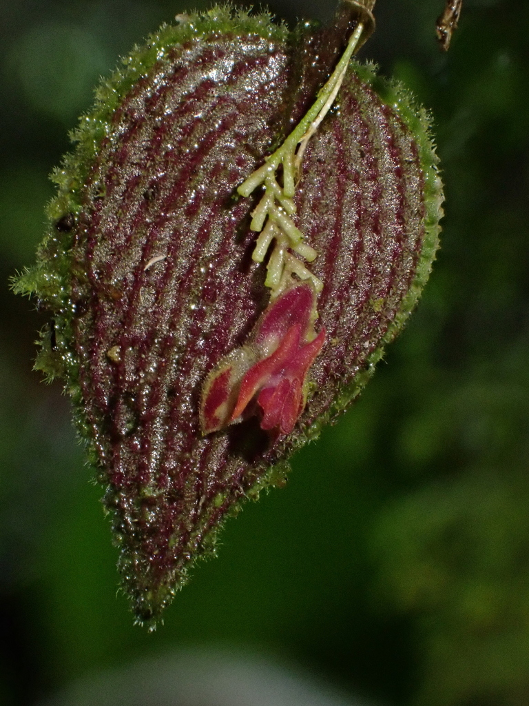 Lepanthes aculeata